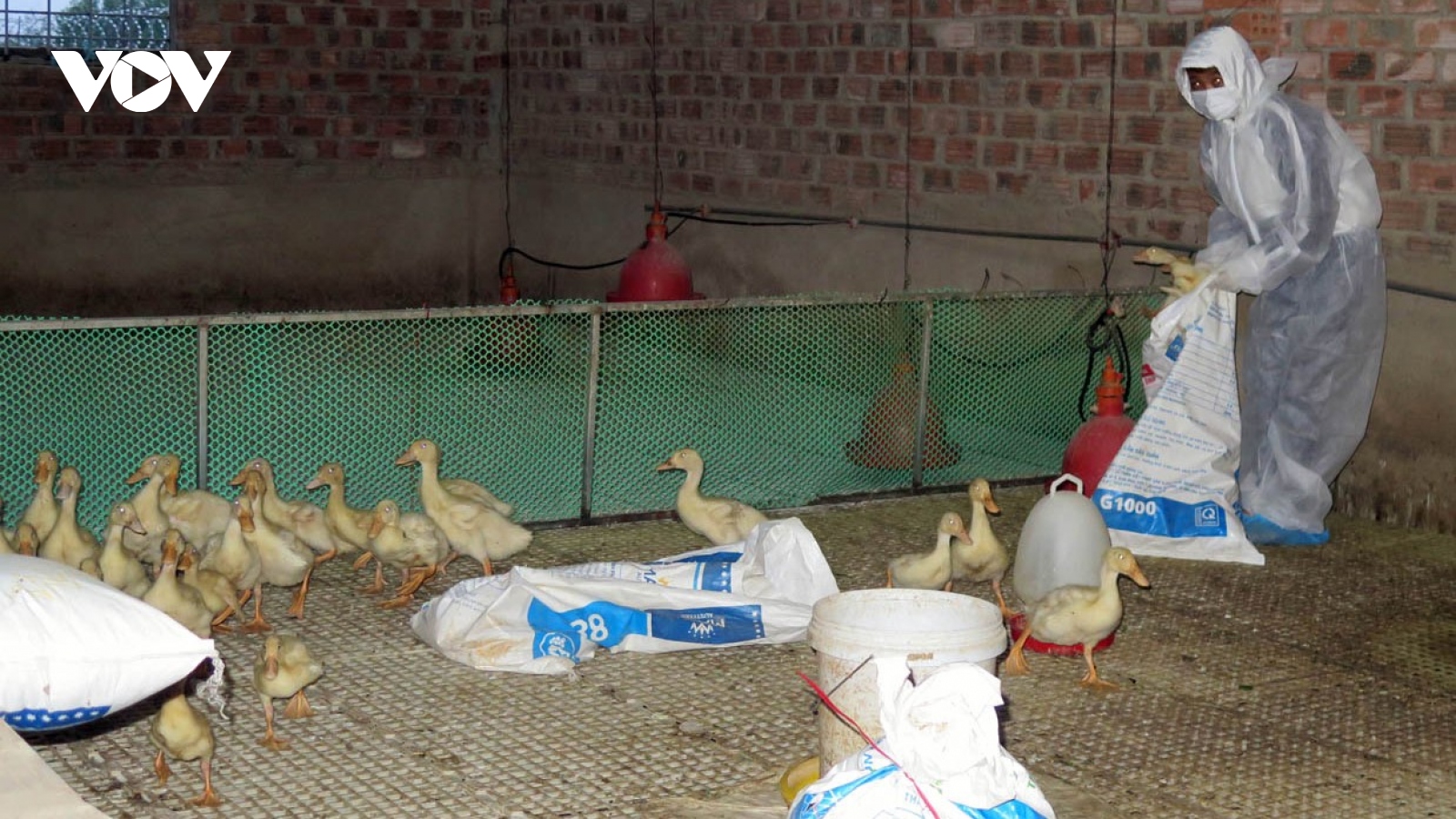 Phát hiện ổ dịch H5N1, tiêu hủy 1.700 gia cầm ở Kon Tum